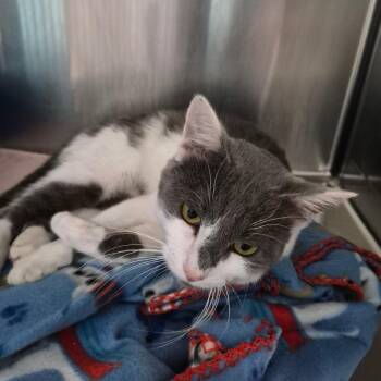 Laugh -  American Shorthair Cat for Adoption in Oak Ridge, Tennessee - Laugh | PetCurious
