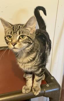 Rescue Domestic Short Hair Cats for Adoption in Lacon, Illinois - Spring (foster-raised With Dogs) | PetCurious