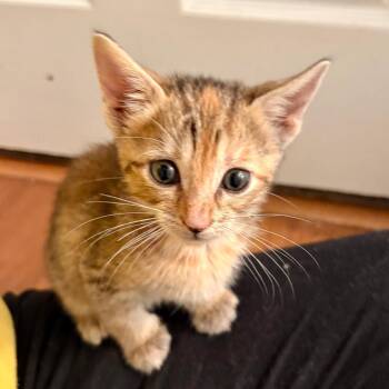 Marie -  Domestic Short Hair Cat for Adoption in Bordentown, New Jersey - Marie | PetCurious