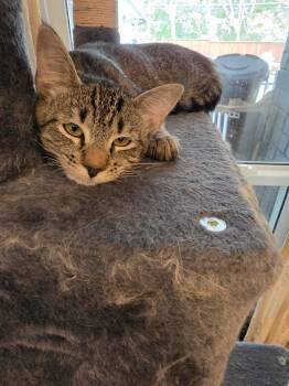 Tiger -  Domestic Short Hair and Tabby Cat for Adoption in Fort Worth, Texas - Tiger | PetCurious