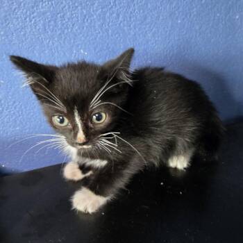 Domestic Short Hair Cats Available for Adoption in San Antonio, Texas - Riven | PetCurious