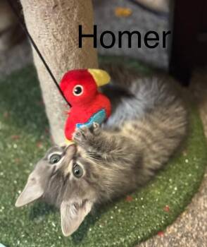 Domestic Short Hair Cats Available for Adoption in Reno, Nevada - Homer | PetCurious