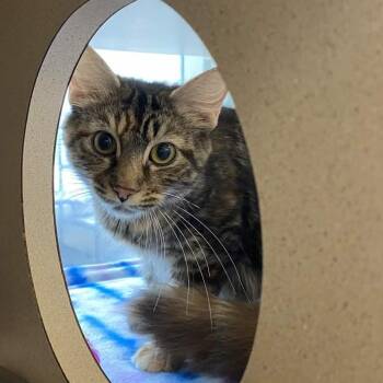 Domestic Short Hair Cats Available for Adoption in Gloucester, Virginia - Dust Bunny | PetCurious