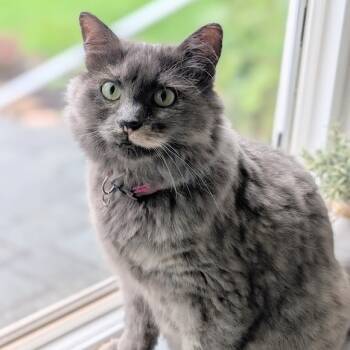 Rescue Domestic Long Hair Cats for Adoption in Washougal, Washington - Latte | PetCurious