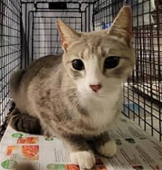 Domestic Short Hair Cats Available for Adoption in St. Cloud, Florida - SAVANAH | PetCurious