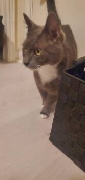 Shy -  Domestic Short Hair Cat for Adoption in Liverpool, Texas - Shy | PetCurious