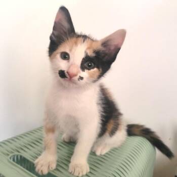 Josie* -  Domestic Short Hair Cat for Adoption in San Gabriel, California - Josie* | PetCurious