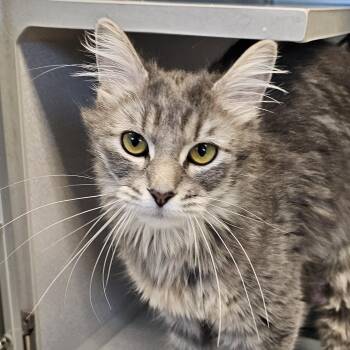 Domestic Medium Hair Cats Available for Adoption in Cedar Rapids, Iowa - Maggie | PetCurious