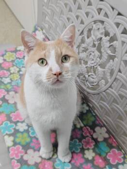 Chester -  Domestic Short Hair Cat for Adoption in Westbrook, Connecticut - Chester | PetCurious