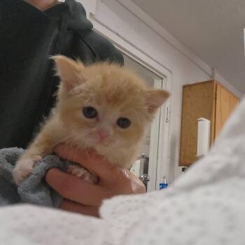 Domestic Short Hair Cats Available for Adoption in Evensville, Tennessee - Sunny | PetCurious