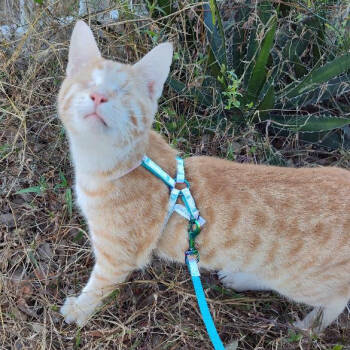 Rescue Domestic Short Hair Cats for Adoption in San Antonio, Texas - Lucky | PetCurious