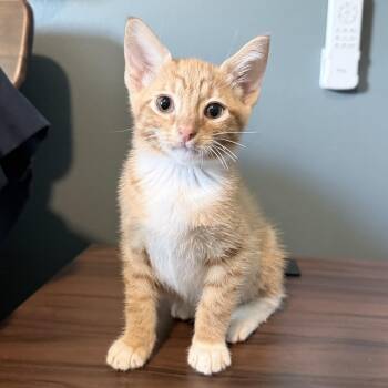 Cheese Curd -  Domestic Short Hair Cat for Adoption in Bentonville, Arkansas - Cheese Curd | PetCurious