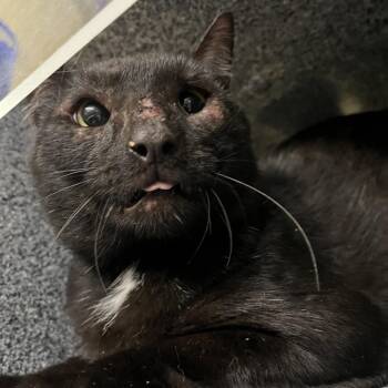 Chester -  Domestic Short Hair Cat for Adoption in Pauls Valley, Oklahoma - Chester | PetCurious