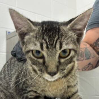 Ron -  Domestic Short Hair Cat for Adoption in Corpus Christi, Texas - Ron | PetCurious