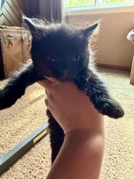 Ellie -  Domestic Short Hair Cat for Adoption in Hartford City, Indiana - Ellie | PetCurious