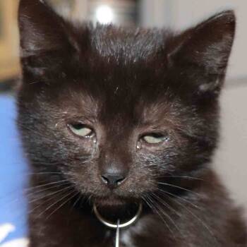 Rescue Domestic Short Hair Cats for Adoption in Port Washington, New York - Calabria | PetCurious