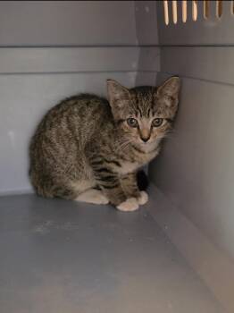 Sky -  Domestic Short Hair Cat for Adoption in Sunrise, Florida - Sky | PetCurious