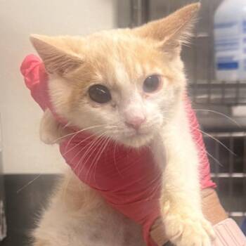 Maxxie -  Domestic Short Hair Cat for Adoption in Greenville, South Carolina - Maxxie | PetCurious