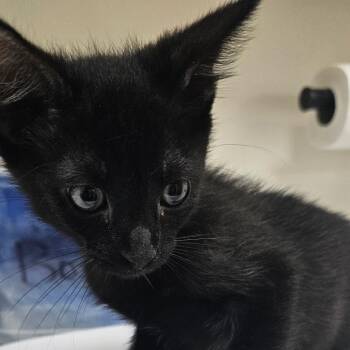 David -  Domestic Short Hair Cat for Adoption in Donalsonville, Georgia - David | PetCurious