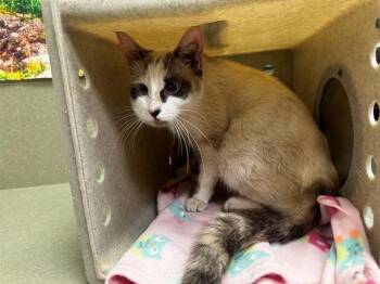 A551924 -  Domestic Short Hair Cat for Adoption in Moreno Valley, California - A551924 | PetCurious