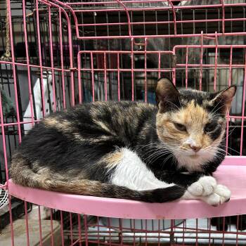 Calico and American Shorthair Cats Available for Adoption - Rainbow  | PetCurious