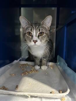 CRICKET -  Domestic Short Hair Cat for Adoption in Westminster, Maryland - CRICKET | PetCurious
