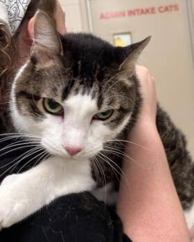 Winston -  Domestic Short Hair Cat for Adoption in Fishers, Indiana - Winston | PetCurious