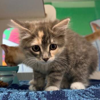 Princess -  Domestic Medium Hair Cat for Adoption in Cheyenne, Wyoming - Princess | PetCurious