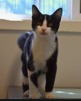 Zoinks -  Domestic Short Hair Cat for Adoption in Indiana, Pennsylvania - Zoinks | PetCurious