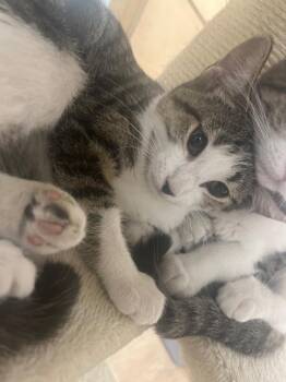 Fresca -  Domestic Short Hair Cat for Adoption in Corpus Christi, Texas - Fresca | PetCurious