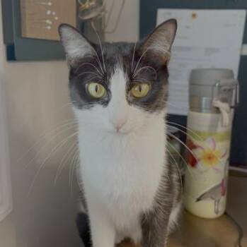 Rescue Domestic Short Hair Cats for Adoption in Morrison, Colorado - Laurel Kubik | PetCurious