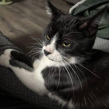 Domestic Short Hair Cats Available for Adoption - Zipper | PetCurious