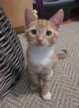 Winnie -  Tabby Cat for Adoption in Hamilton, Ontario - Winnie | PetCurious