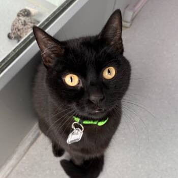 Rescue Domestic Short Hair Cats for Adoption in Lakewood, Colorado - Raven | PetCurious