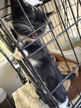 Rescue Domestic Short Hair Cats for Adoption in Albuquerque, New Mexico - Dapper | PetCurious