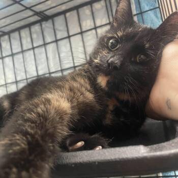 Rescue American Shorthair Cats for Adoption in Weehawken Township, New Jersey - Petunia | PetCurious