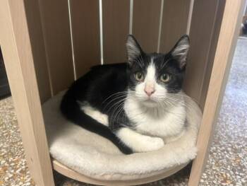 Aerosmith -  Domestic Short Hair Cat for Adoption in Chicago, Illinois - Aerosmith | PetCurious