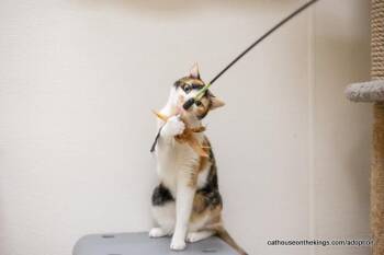 Rescue Calico Cats for Adoption in Parlier, California - Sasha | PetCurious