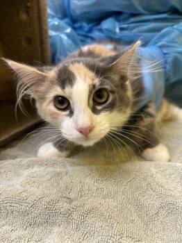 Danielle -  Domestic Medium Hair Cat for Adoption in Raleigh, North Carolina - Danielle | PetCurious