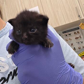 Wrangler -  Domestic Short Hair Cat for Adoption in Chattanooga, Tennessee - Wrangler | PetCurious