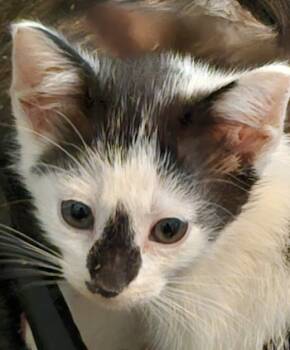 Rescue Domestic Short Hair Cats for Adoption in Virginia Beach, Virginia - Cage The Elephant | PetCurious