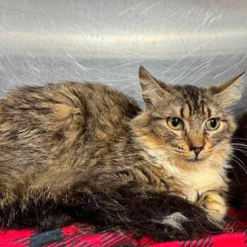 Buttery Bagel -  Domestic Short Hair Cat for Adoption in Beaumont, Texas - Buttery Bagel | PetCurious