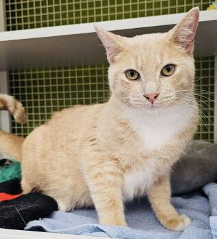 Rescue Domestic Short Hair Cats for Adoption in West Hollywood, California - Magellan | PetCurious