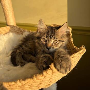 Cassatt -  Domestic Long Hair Cat for Adoption in Bloomington, Illinois - Cassatt | PetCurious