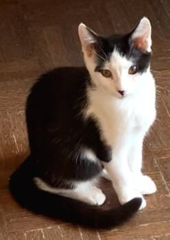 Rescue Domestic Short Hair Cats for Adoption in Seal Beach, California - Dottie | PetCurious