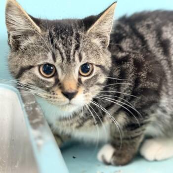 Lake -  Domestic Short Hair Cat for Adoption in Victoria, British Columbia - Lake | PetCurious