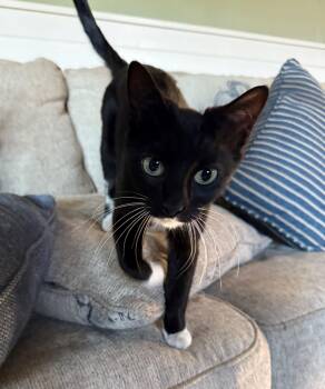 Rescue Domestic Short Hair Cats for Adoption in Lodi, California - Pixie | PetCurious