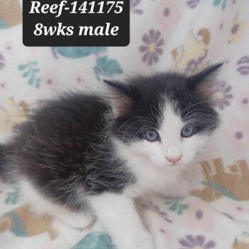 Domestic Short Hair Cats Available for Adoption in New Tazewell, Tennessee - Reef | PetCurious