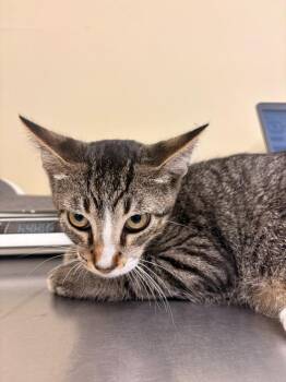 Reeses -  Domestic Short Hair Cat for Adoption in Rensselaer, Indiana - Reeses | PetCurious