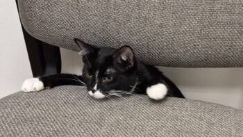 Hulu -  Domestic Short Hair Cat for Adoption in South Bend, Indiana - Hulu | PetCurious
